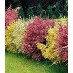 Baldur Garten Ginster-Hecke Tricolor