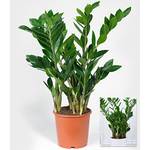 Baldur Garten Glücksfeder