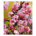 Baldur Garten Duft-Schneeball Dawn