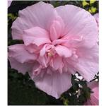 Baldur-Garten H-2522