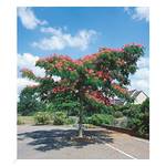 Baldur-Garten H-2664