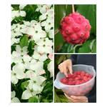 Baldur Garten 	‎H-3141