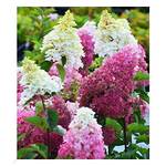 Baldur-Garten ‎H-3840