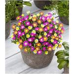 Baldur Garten Eisblumen