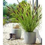 Baldur Garten Schwarzes Lampenputzergras