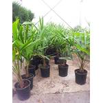 Baldur-Garten H-4312