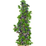 Baldur Garten H-4791
