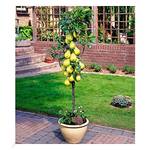 Baldur Garten ‎H-4801