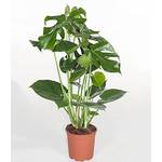 Baldur Garten H-7740