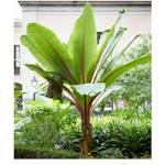 Baldur Garten ‎H4551
