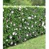 Hibiskus-Hecke von BALDUR Garten