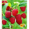 Himbeeren von BALDUR Garten