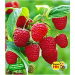 Baldur Garten Himbeeren