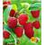 Baldur Garten Himbeeren