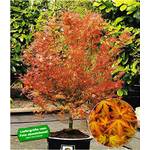 Baldur Garten Japanischer Ahorn 'Katsura'