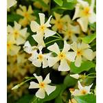 Baldur Garten Jasmin
