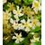 Baldur Garten Jasmin