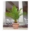 Winterharte Palme 'Canariensis' von BALDUR Garten