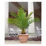 Baldur-Garten Winterharte Palme 'Canariensis'