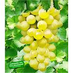 Baldur Garten Kernlose Tafel-Trauben New York