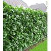 Kirschlorbeer Hecke von BALDUR Garten