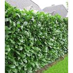 Baldur Garten Kirschlorbeer Hecke