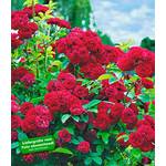 Baldur-Garten Kletterrose Rot