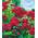 Kletterrose Rot von BALDUR Garten