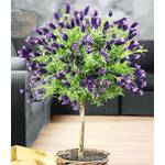 Baldur Garten Lavendelstämmchen