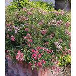 Baldur Garten Lilly Rose