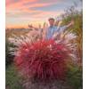 Miscanthus Lady in Red von BALDUR Garten