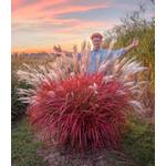 Baldur Garten Miscanthus Lady in Red