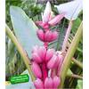 Musa Velutina von BALDUR Garten