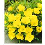 Baldur Garten Nachtkerze