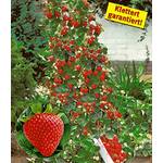 Baldur Garten Naschgarten