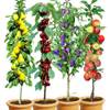 Obstbaum-Kollektion von BALDUR Garten