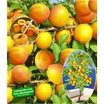 Baldur Garten Aprikosenbaum Compacta Super Compact