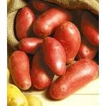 Baldur Garten Pflanzkartoffeln