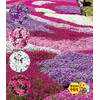 Phlox-Mix Flowers of The Sea von BALDUR Garten