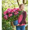 Rhododendron XXL von BALDUR Garten