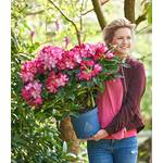 Baldur Garten Rhododendron XXL