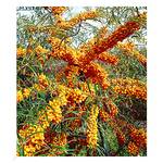 Baldur Garten Sanddorn Busch Orange Energy