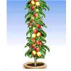 Säulen-Apfel Braeburn von BALDUR Garten