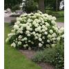 Schneeball-Hortensie Annabelle von BALDUR Garten