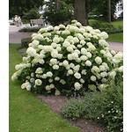 Baldur Garten Schneeball-Hortensie Annabelle