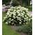 Baldur Garten Schneeball-Hortensie Annabelle