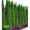 Thuja Smaragd von BALDUR Garten