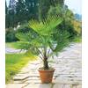 Trachycarpus fortunei von BALDUR Garten