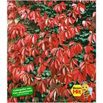 Baldur Garten Wilder Wein 'Quinquefolia' H-2161