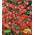 Wilder Wein 'Quinquefolia' H-2161 von BALDUR Garten